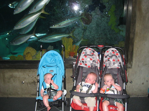 Triplets and fish