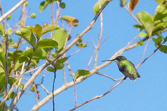 Hummingbird!