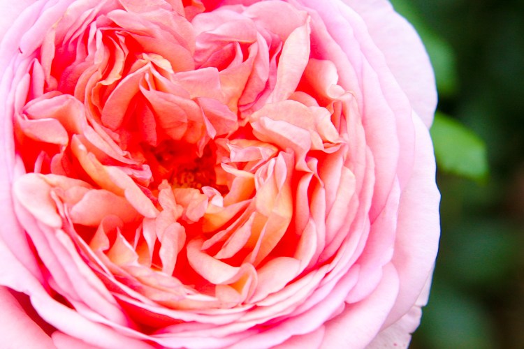 5080153848_da2d13c43c_o